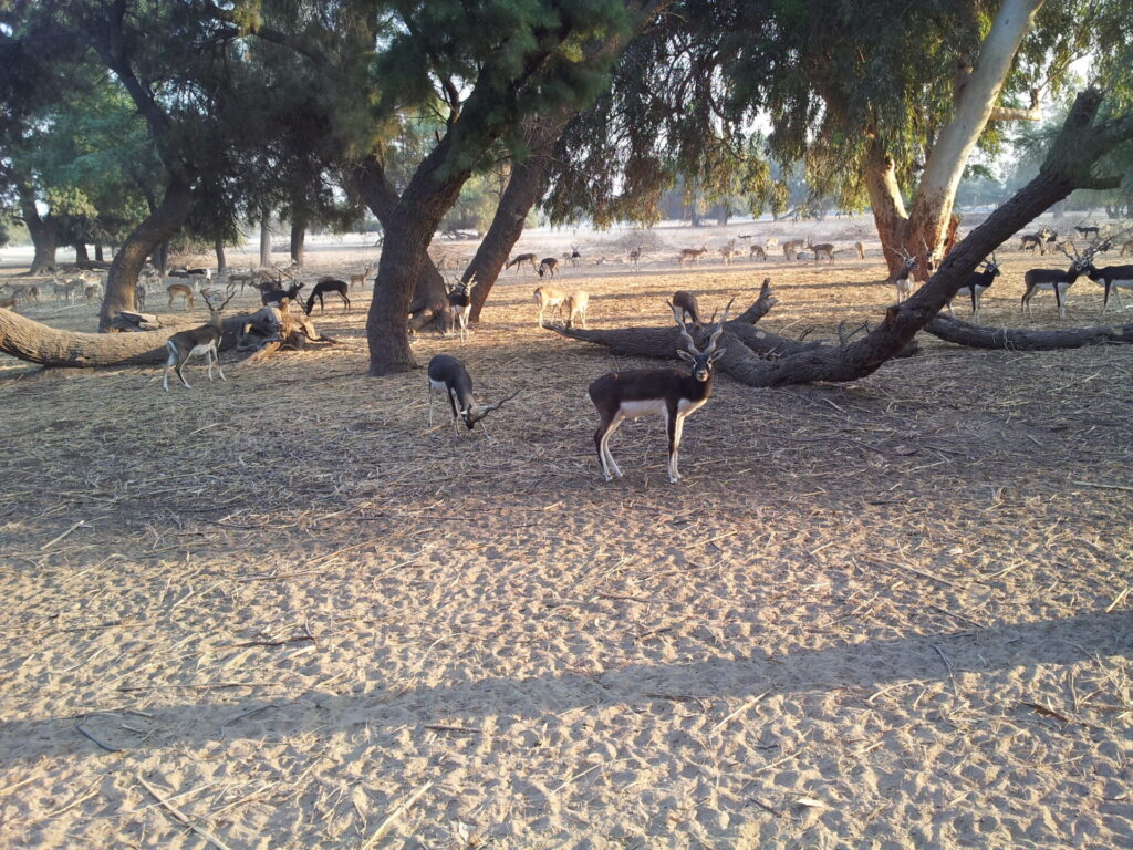 Lal Suhanra National Park