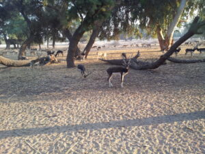 Lal Suhanra National Park