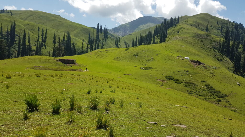 Siri Paye Meadows