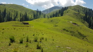 Siri Paye Meadows