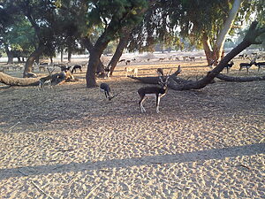 Lal Suhanra National Park