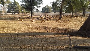 Lal Suhanra National Park