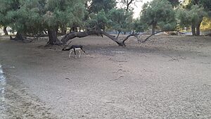 Lal Suhanra National Park