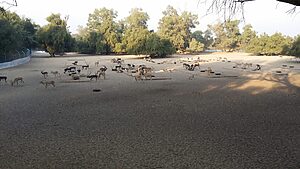 Lal Suhanra National Park