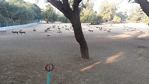 Lal Suhanra National Park
