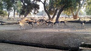 Lal Suhanra National Park