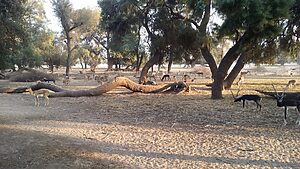 Lal Suhanra National Park