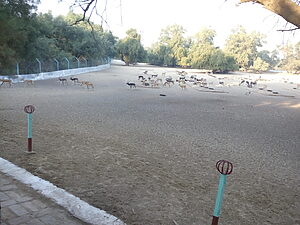 Lal Suhanra National Park
