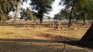 Lal Suhanra National Park